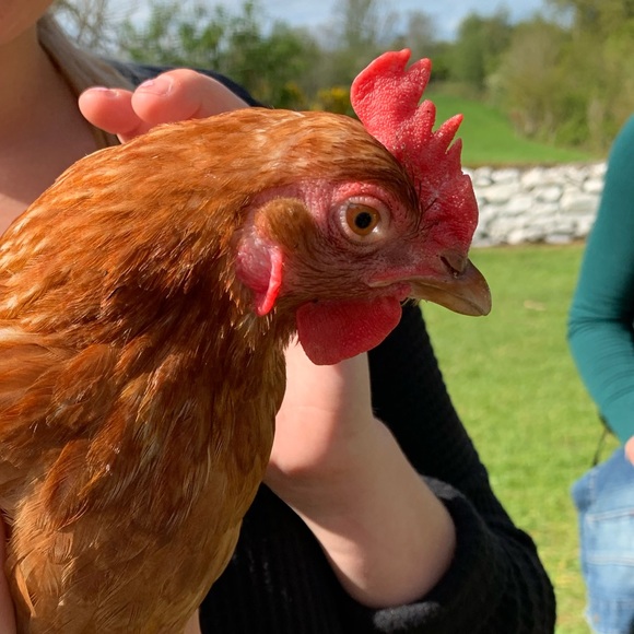 Meet your Posher, Alice - Picture 1 of 1